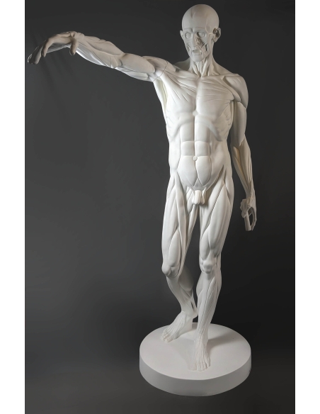 L'Écorché, bras droit tendu devant por Jean-Antoine Houdon