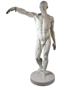 L'Écorché, bras droit tendu devant por Jean-Antoine Houdon