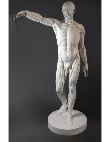 L'Écorché, bras droit tendu devant por Jean-Antoine Houdon