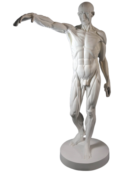 L'Écorché, bras droit tendu devant por Jean-Antoine Houdon