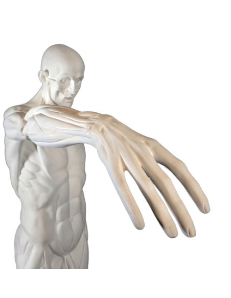 L'Écorché, bras droit tendu devant por Jean-Antoine Houdon