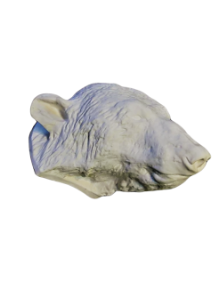 Cabeza de oso moldeada a partir de un original