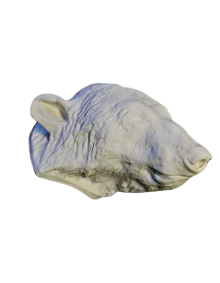 Tête d'ours moulée à partir d'un original