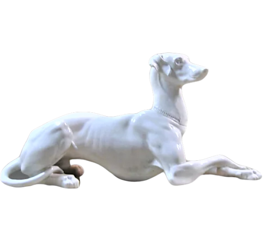 Elegant greyhound lying cross-legged left side