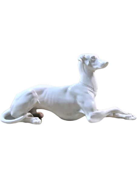 Elegant greyhound lying cross-legged left side