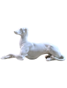 Elegant greyhound lying cross-legged on his right side