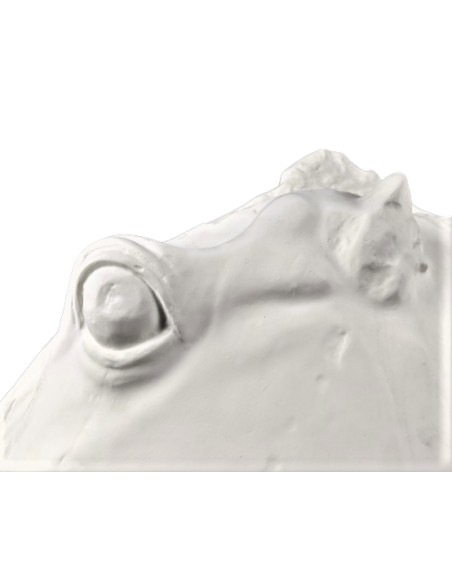 Cabeza del caballo de Selene - detalle del Partenón