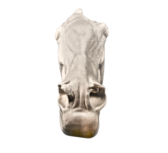 Head of Selene's horse - detail of the Parthenon