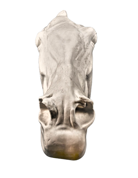 Cabeza del caballo de Selene - detalle del Partenón