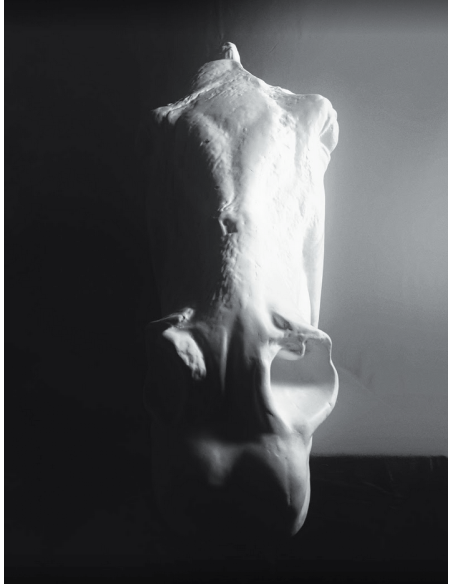 Tête du cheval de Séléné - détail du Parthénon