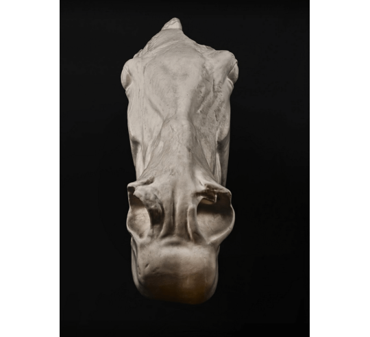 Cabeza del caballo de Selene - detalle del Partenón