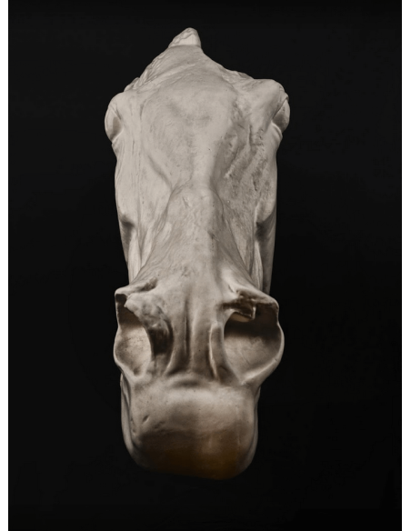 Cabeza del caballo de Selene - detalle del Partenón