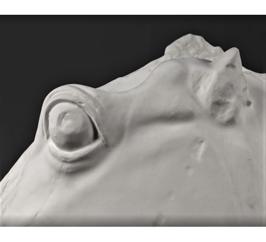 Cabeza del caballo de Selene - detalle del Partenón