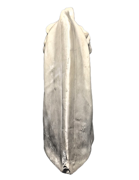 Tête de cheval antique