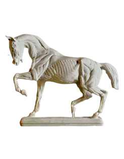 Cheval écorché par Isidore Bonheur