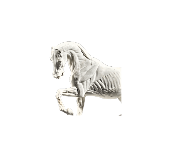 Cheval écorché par Isidore Bonheur