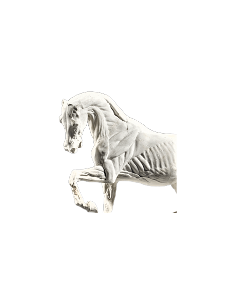 Caballo despellejado por Isidore Bonheur