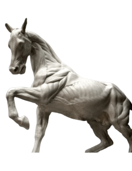 Caballo despellejado por Isidore Bonheur