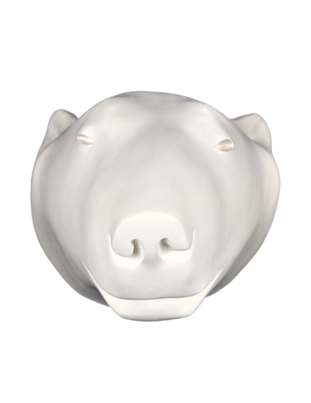 Tête ours blanc par François Pompon Tête ours blanc par François Pompon