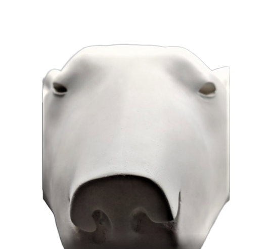 Polar bear head by François Pompon