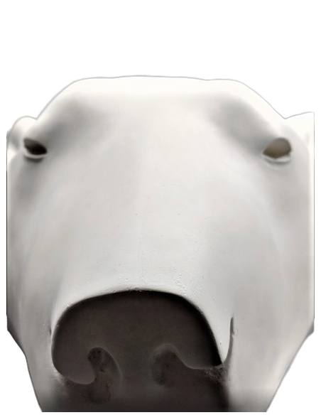 Tête ours blanc par François Pompon Tête ours blanc par François Pompon