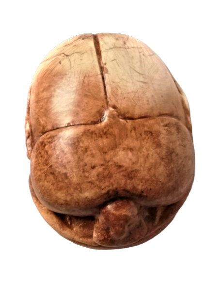 Scarabée Égyptien Scarabée Égyptien