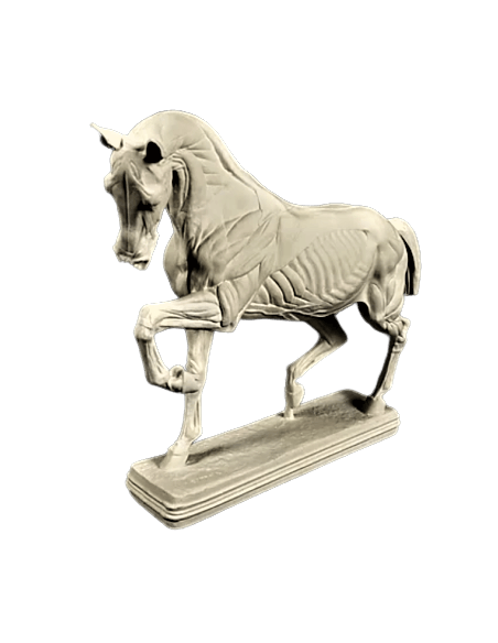 Caballo despellejado por Isidore Bonheur