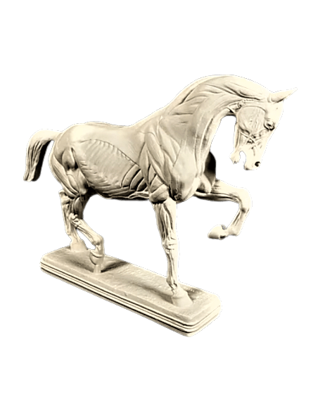 Caballo despellejado por Isidore Bonheur