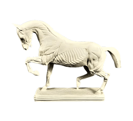 Horse flayed by Isidore Bonheur