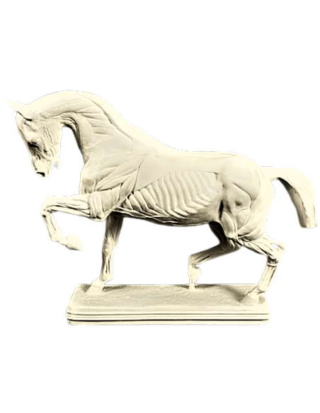 Caballo despellejado por Isidore Bonheur