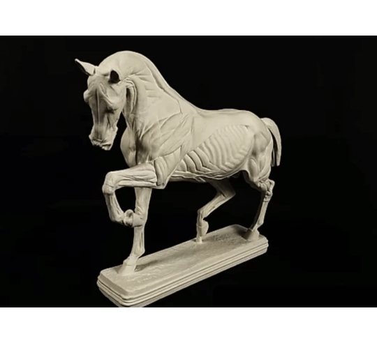 Horse flayed by Isidore Bonheur