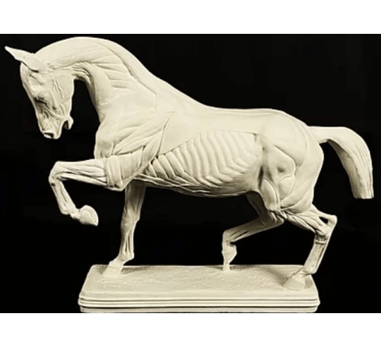 Horse flayed by Isidore Bonheur