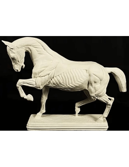 Caballo despellejado por Isidore Bonheur