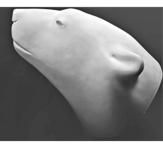 Polar bear head by François Pompon