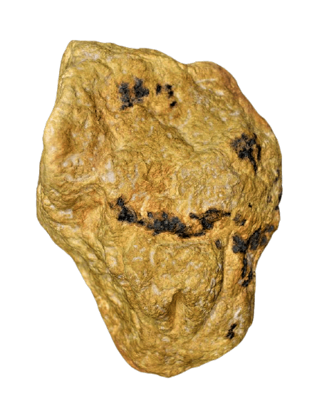 Vulva del Neandertal de Ferrassie - Le Bugue