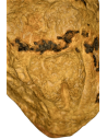 Vulva of female neanderthal of la Ferrassie - Le Bugue