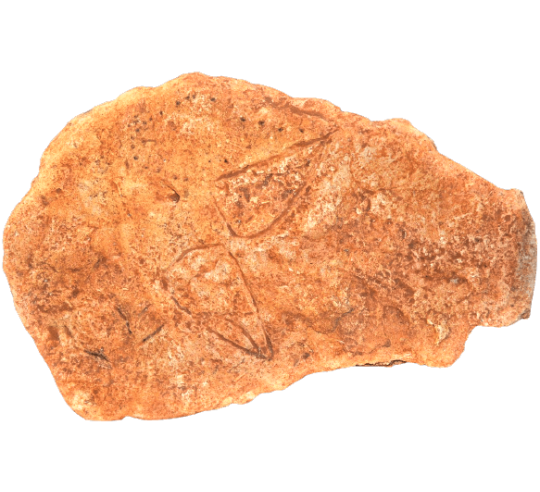 Cupulas and Vulvas of female Neandertal de Ferrassie - Le Bugue