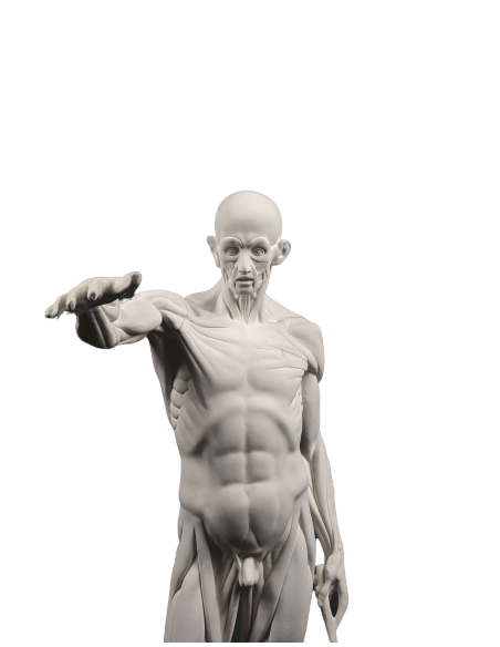 The Flayed man or l'Ecorché, inspired by Jean-Antoine Houdon The Flayed man or l'Ecorché, inspired by Jean-Antoine Houdon