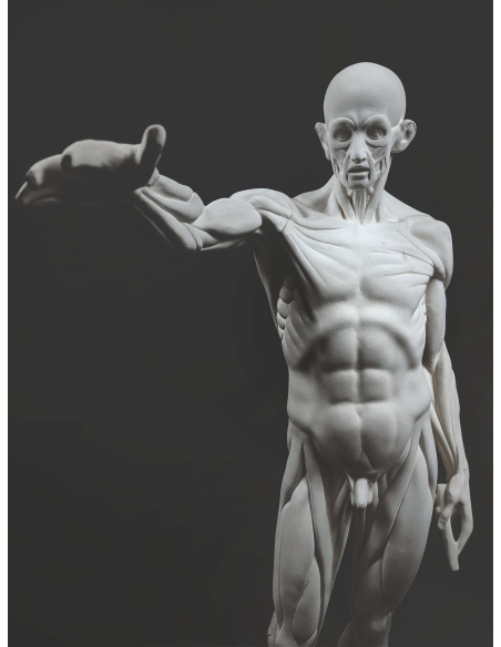 L'Écorché, par Jean-Antoine Houdon L'Écorché, par Jean-Antoine Houdon