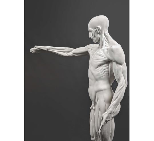 The Flayed man or l'Ecorché, inspired by Jean-Antoine Houdon