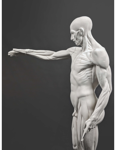 L'Écorché, par Jean-Antoine Houdon L'Écorché, par Jean-Antoine Houdon