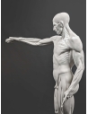 The Flayed man or l'Ecorché, inspired by Jean-Antoine Houdon