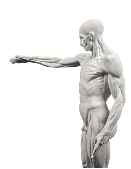 The Flayed man or l'Ecorché, inspired by Jean-Antoine Houdon The Flayed man or l'Ecorché, inspired by Jean-Antoine Houdon