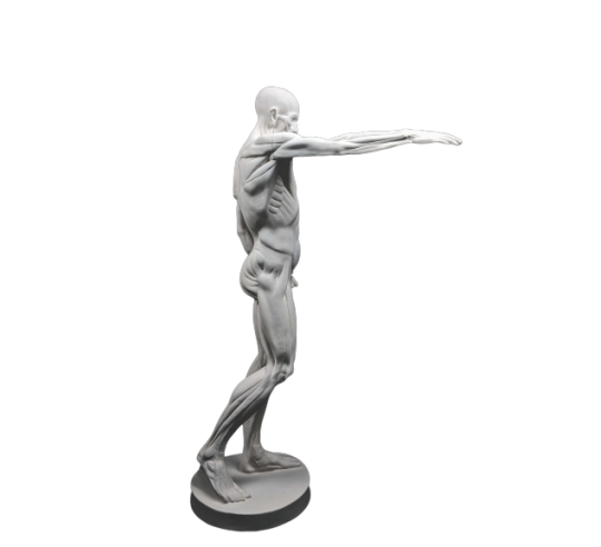 The Flayed man or l'Ecorché, inspired by Jean-Antoine Houdon
