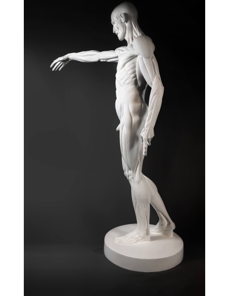 L'Écorché, par Jean-Antoine Houdon L'Écorché, par Jean-Antoine Houdon