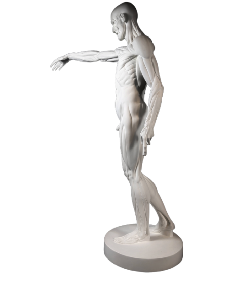 L'Écorché, par Jean-Antoine Houdon L'Écorché, par Jean-Antoine Houdon