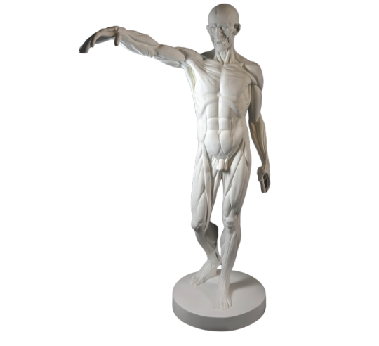 The Flayed man or l'Ecorché, inspired by Jean-Antoine Houdon