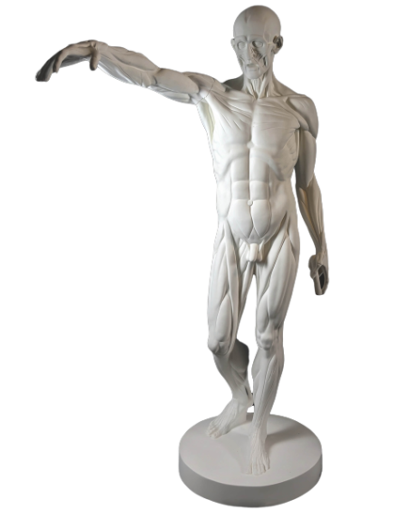 The Flayed man or l'Ecorché, inspired by Jean-Antoine Houdon The Flayed man or l'Ecorché, inspired by Jean-Antoine Houdon