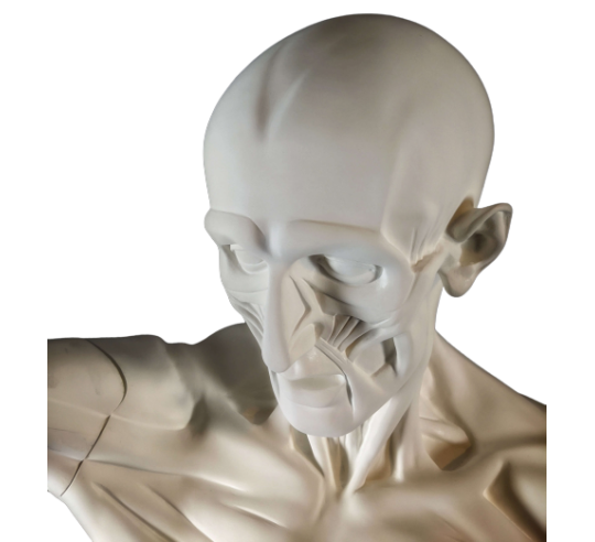 The Flayed man or l'Ecorché, inspired by Jean-Antoine Houdon
