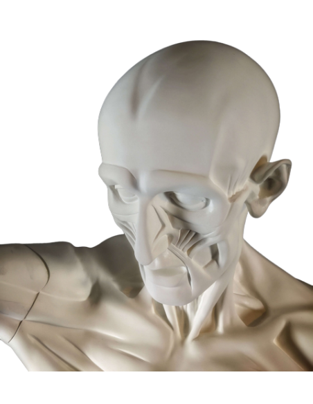 L'Écorché, par Jean-Antoine Houdon L'Écorché, par Jean-Antoine Houdon